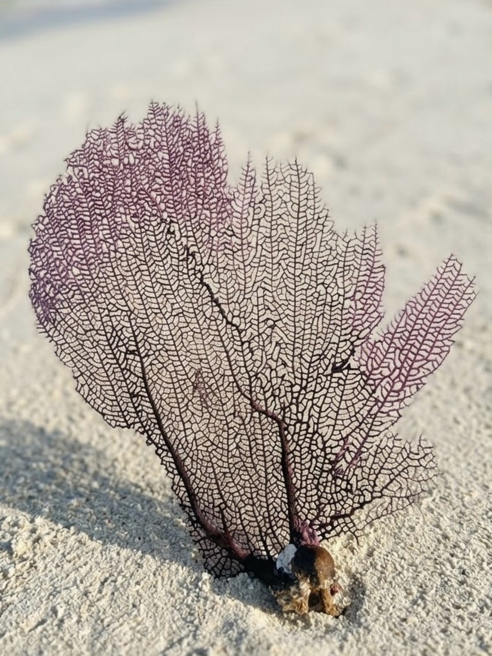 Real Purple Sea Fan Coral Specimen - Tulum Mexico Vintage Coastal Decor